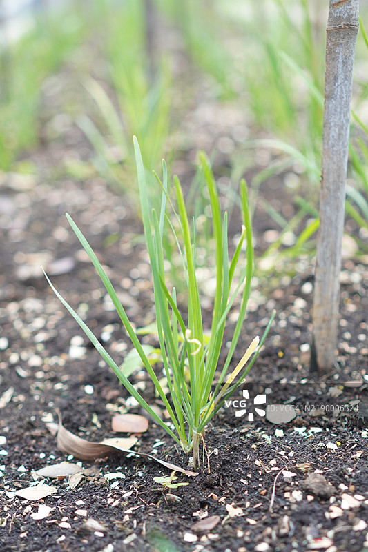 韭菜叶蔬菜图片素材
