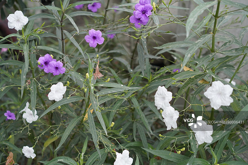 水罐，水根，迷你根，铁根，热病根，爆裂荚，饼干植物，Trai-no，Toi ting，爵床科，布里顿野生，墨西哥蓝钟花，紫色花朵的矮牵牛在自然背景的花园中盛开图片素材