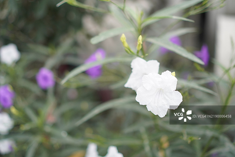 水罐花、瓦特拉卡努、迷你根、铁根、发热根、爆裂荚、饼干植物、特雷诺、托伊丁、爵床科、布里顿野花、墨西哥蓝钟花、在自然背景下盛开的紫色花盆花图片素材