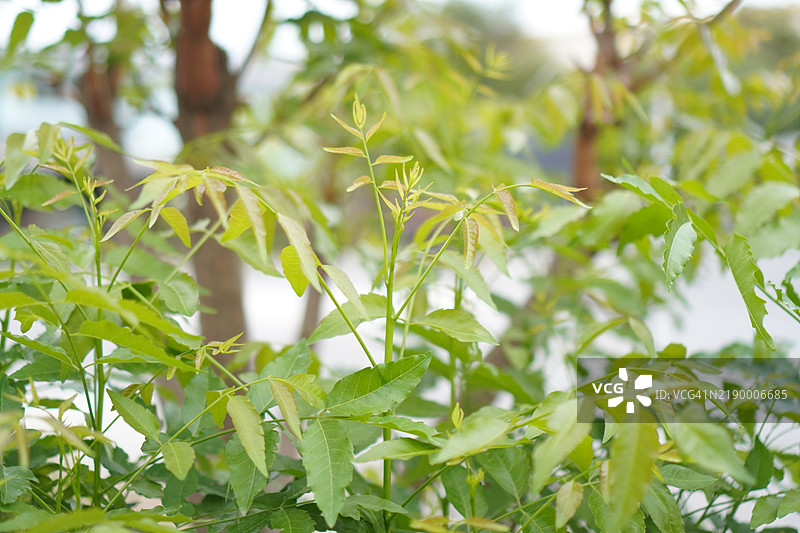 塞纳豆（Senna siamea Lam.）伊尔温和巴尼比，豆科，凯萨尔平科，绿色植物叶子在自然背景下，泰国草药食品图片素材