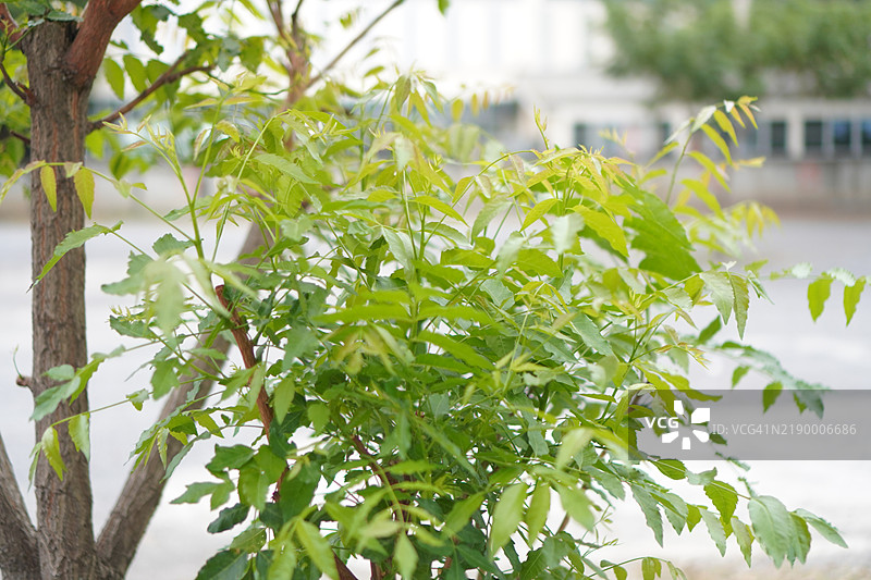 塞纳豆（Senna siamea Lam.）伊尔温和巴内比，豆科，凯萨尔平科亚，绿色植物叶子在自然背景下，泰国草药食品图片素材