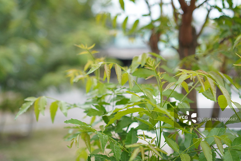 塞纳豆（Senna siamea Lam.）伊尔温和巴内比，豆科，凯萨尔平科，绿色植物叶子在自然背景下，泰国草药食品图片素材