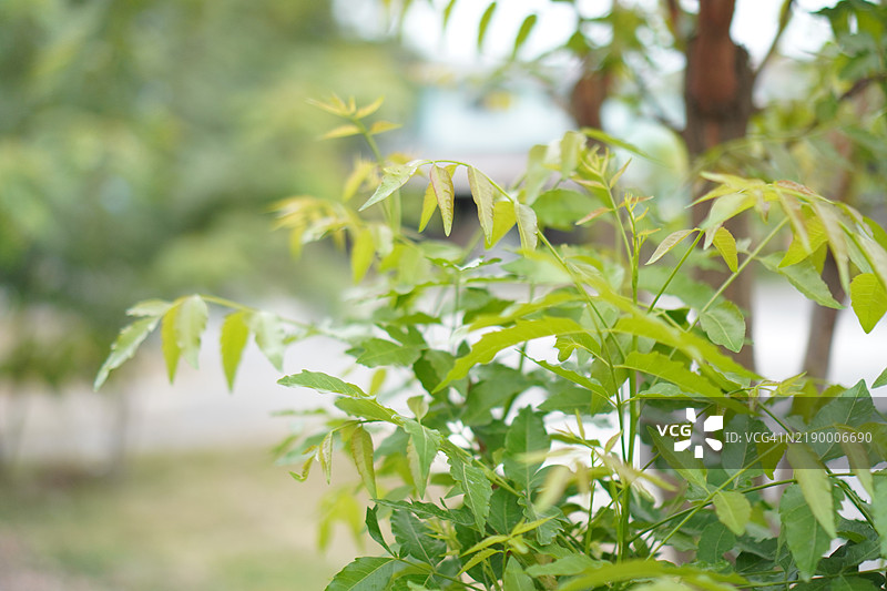塞纳豆（Senna siamea Lam.）伊尔温和巴内比，豆科，凯萨尔平科，绿色植物叶子在自然背景下，泰国草药食品图片素材