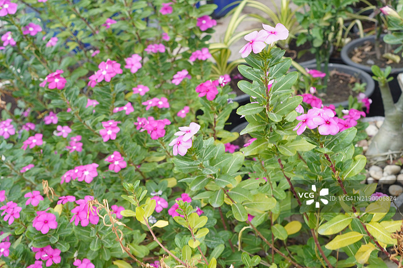 深粉色西印度长春花，明亮的眼睛，长春花，卡宴茉莉，老处女名粉色，花园中的白色和紫色花朵图片素材