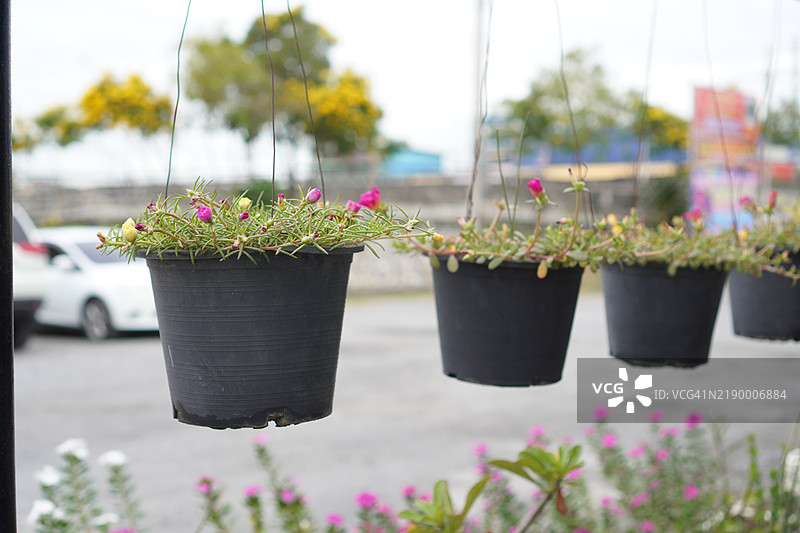 常见马齿苋，墨西哥马齿苋，猪草，小猪草，马齿苋图片素材