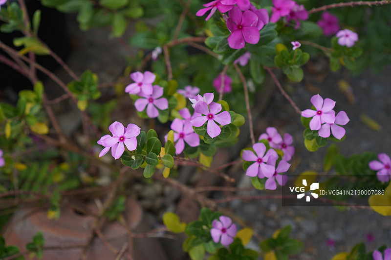 深粉色西印度长春花，明亮的眼睛，长春花，卡宴茉莉，老处女名粉色，花园中的白色和紫色花朵图片素材