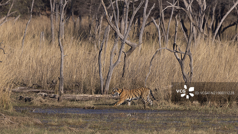 老虎潜伏猎物图片素材