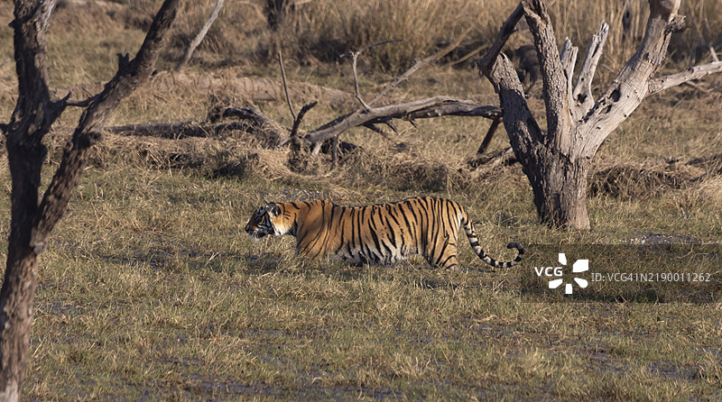 洪泛区的老虎图片素材