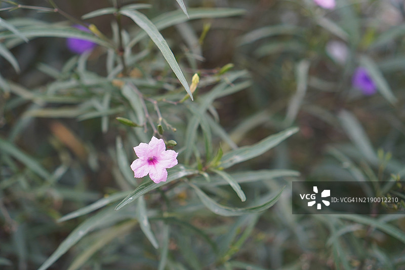 水罐，水根，迷你根，铁根，热根，爆裂荚，饼干植物，Trai-no，Toi ting，爵床科，布里顿野生，墨西哥蓝钟花，花园中盛开的紫色矮牵牛花，背景为自然景观。图片素材