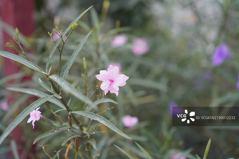 水罐，水根，迷你根，铁根，热病根，爆裂荚，饼干植物，Trai-no，Toi ting，爵床科，布里顿野生，墨西哥蓝钟花，紫色花朵的矮牵牛在自然背景的花园中盛开图片素材