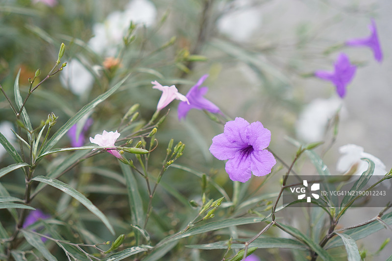 水甘草、瓦特拉卡努、迷你根、铁根、热根、爆裂荚、饼干植物、特雷诺、托伊丁、爵床科、布里顿野生、墨西哥蓝钟花、在自然背景下盛开的紫色花园宠物香。图片素材