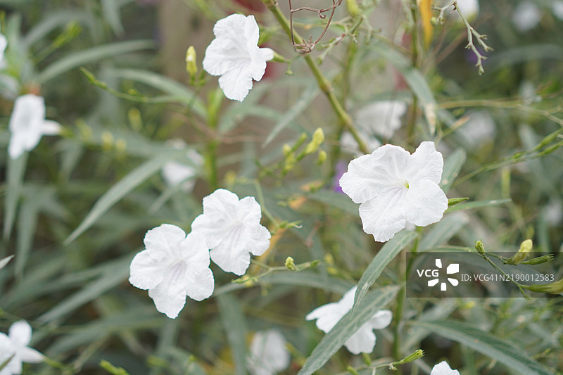 水罐，水根，迷你根，铁根，热根，爆裂荚，饼干植物，Trai-no，Toi ting，爵床科，布里顿野生，墨西哥蓝钟花，花园中盛开的紫色矮牵牛花，背景为自然景观。图片素材