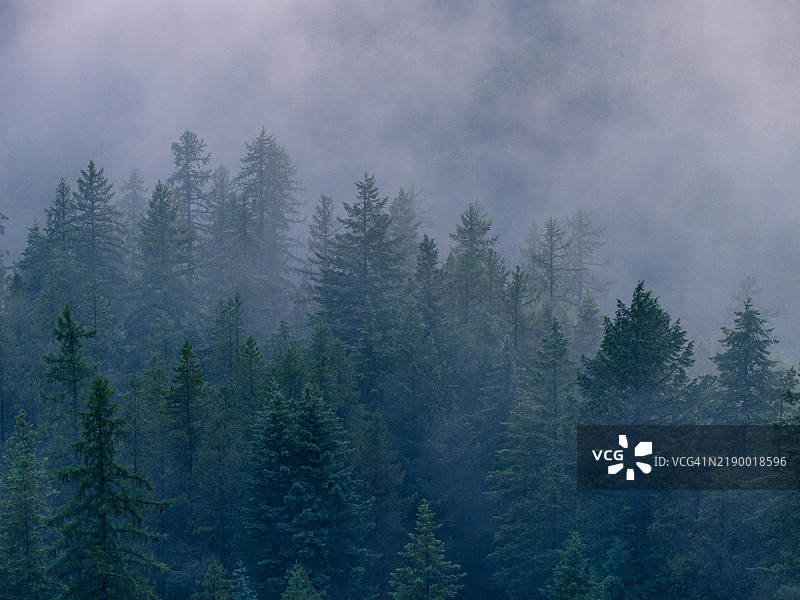 生机勃勃的森林图片素材