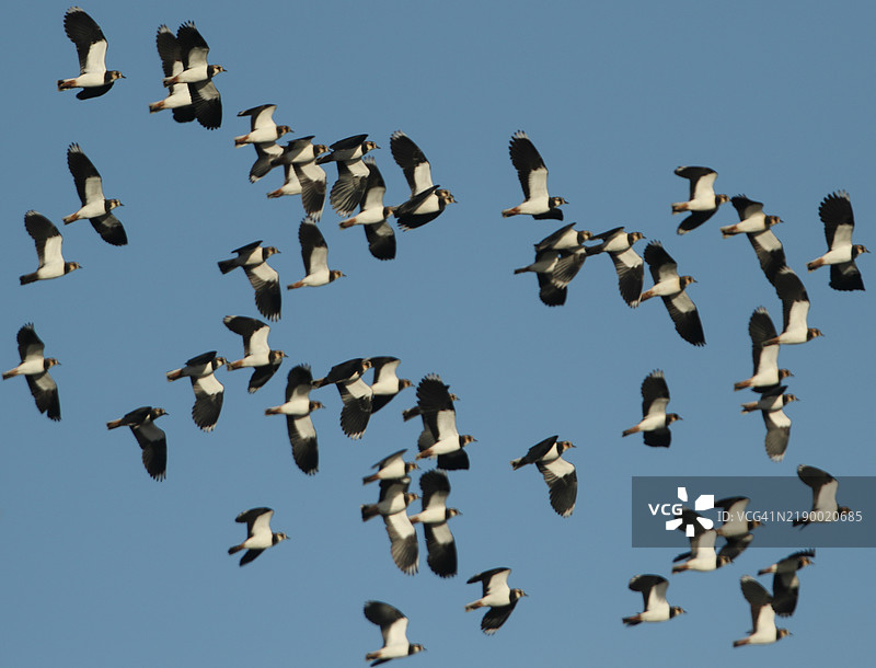 一群灰胸鹬（Vanellus vanellus）在蓝天中飞翔。图片素材