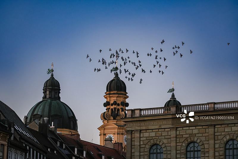 慕尼黑建筑上空飞翔的鸟类城市景观图片素材