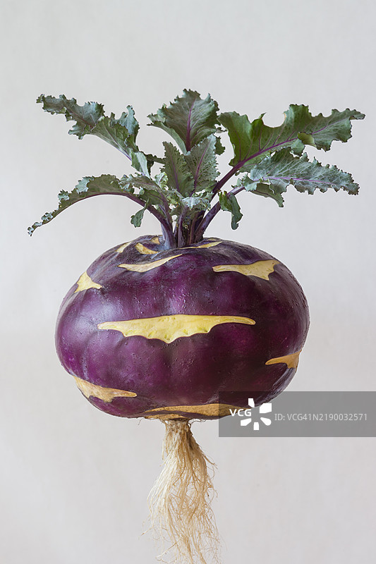 球茎甘蓝图片素材