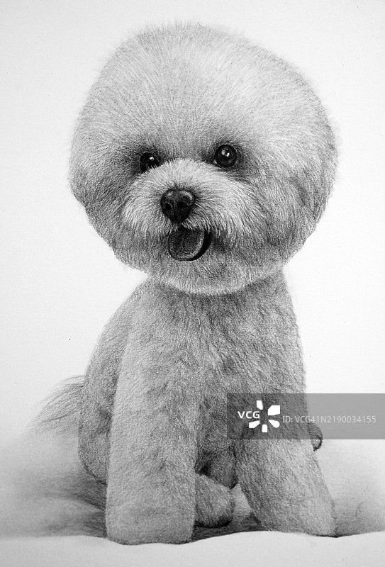 小狗，动物，插图，铅笔画图片素材