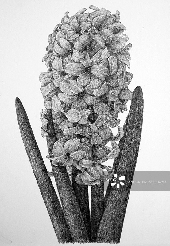 风信子，花，插图，铅笔素描图片素材