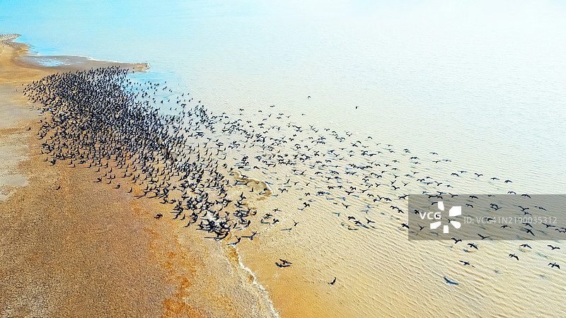 鸬鹚在尤穆尔塔利克潟湖上空飞翔图片素材