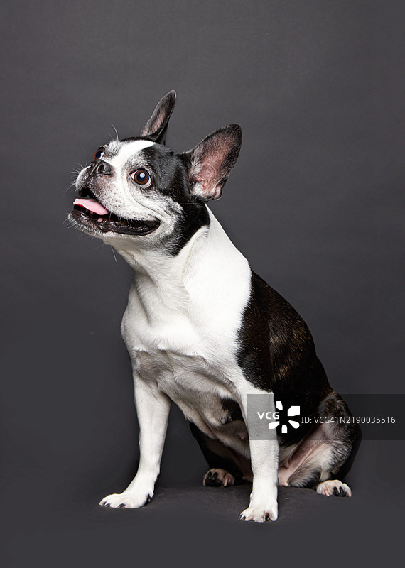 可爱的表情，微笑的表情，搞笑的表情，顽皮的表情，快乐的表情，摄影棚拍摄，波士顿犬，波士顿犬图片素材