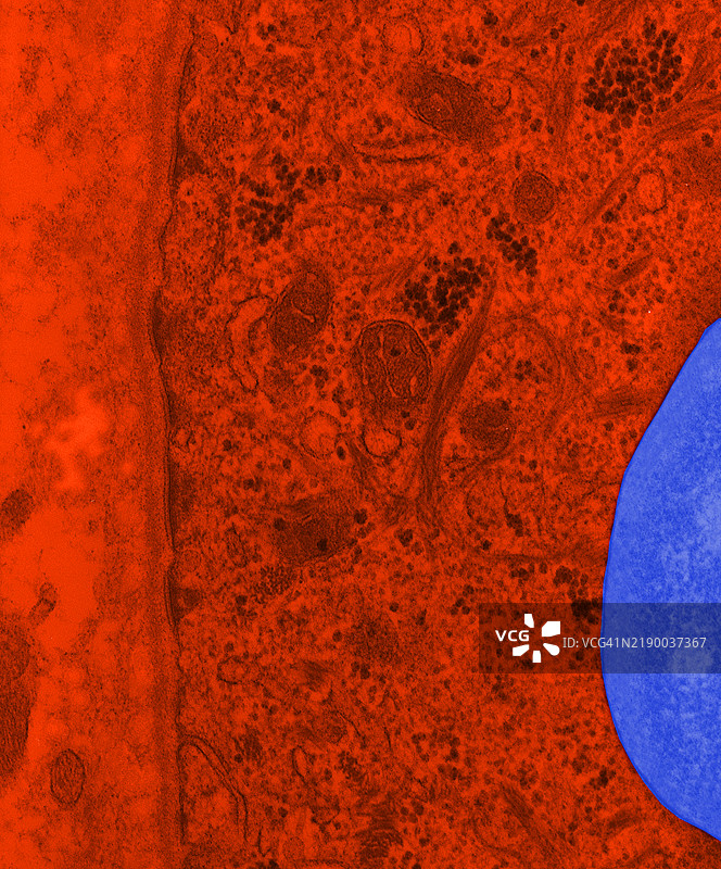 用电子显微镜拍摄的基底层照片图片素材