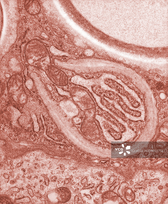 用电子显微镜拍摄的酵母照片图片素材
