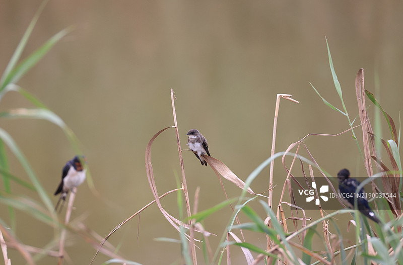 棕色燕子图片素材