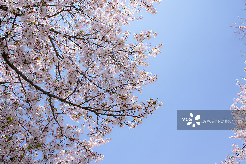 金浦沙乌东樱花公园，樱花树与天空图片素材