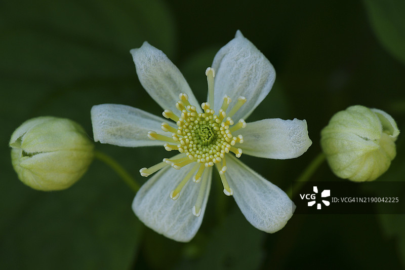 三裂铁线莲图片素材
