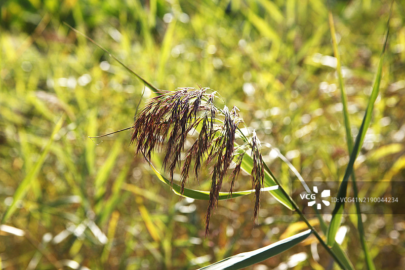 芦苇图片素材