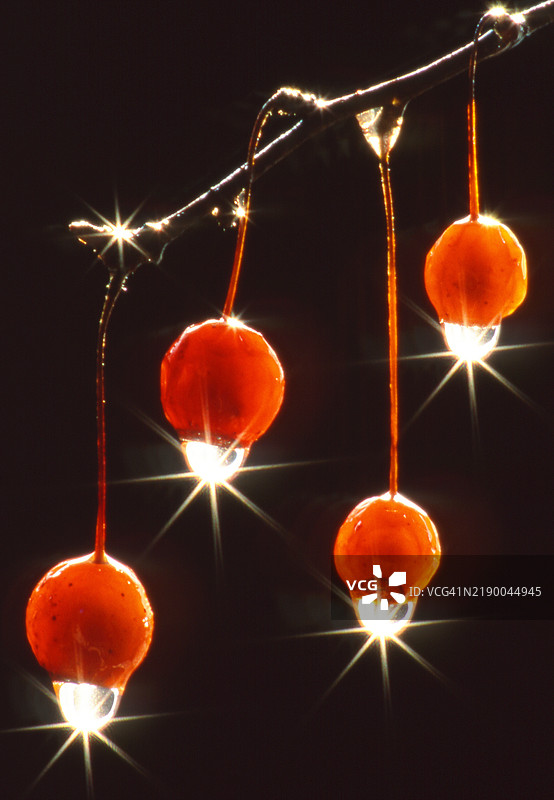 阳光照射在水果上的露珠上图片素材