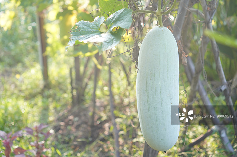 葫芦蔬菜图片素材