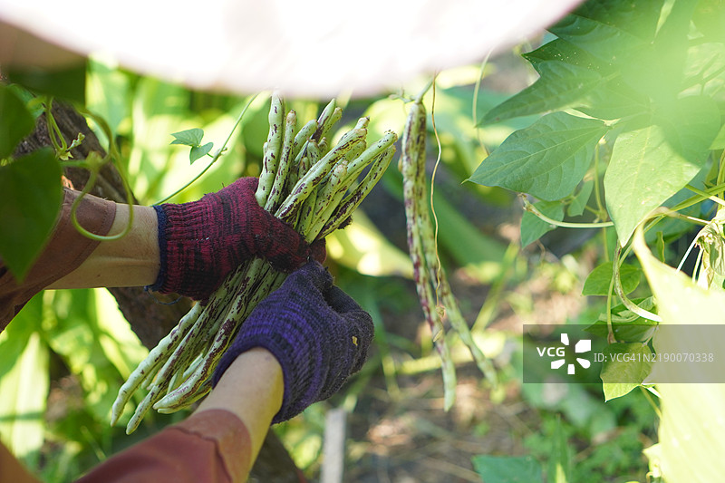 女人在花园中推着长豆（Vigna unguiculata sesquipedalis），这种绿色蔬菜在自然背景下盛开，生鲜的状态。图片素材