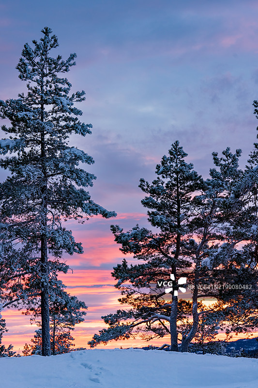 挪威德拉门市附近森林中的一个十二月傍晚图片素材
