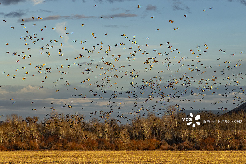 一群迁徙的野鸭在日落时分飞越田野和树木图片素材