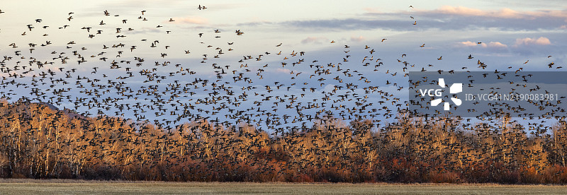 一群迁徙的野鸭在日落时分飞越田野和树木图片素材