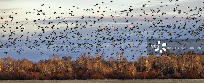 一群迁徙的野鸭在日落时分飞越田野和树木图片素材