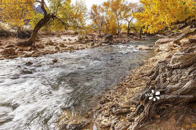 秋天的锡安国家公园内，处女河蜿蜒流淌图片素材