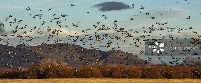 在日落时分，迁徙的野鸭在田野和山丘上空飞翔图片素材