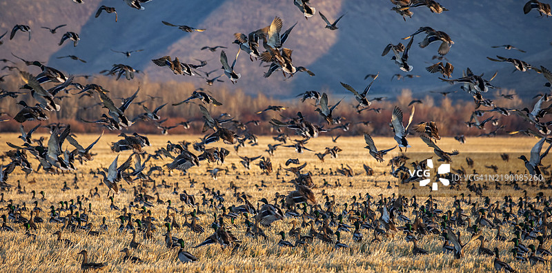 迁徙的野鸭在田野上空飞翔图片素材