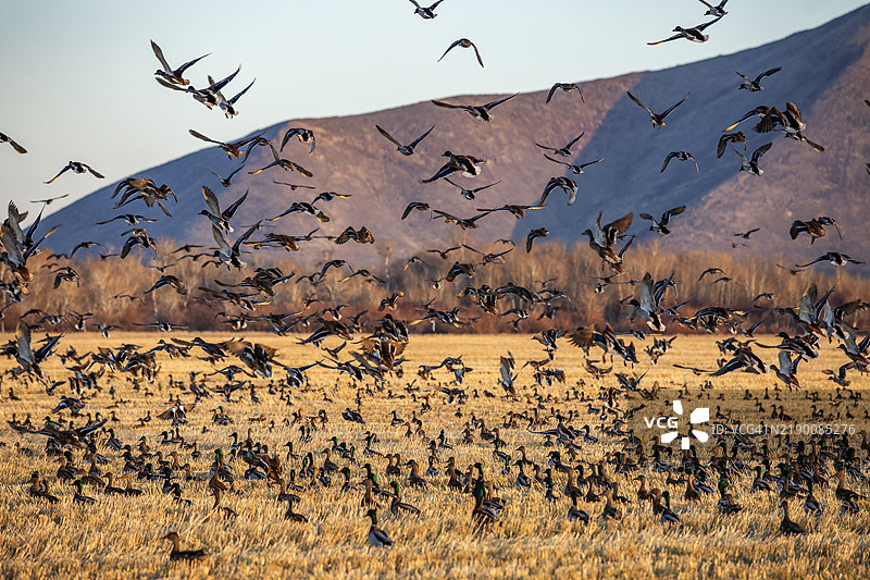 迁徙的野鸭在田野上空飞翔图片素材