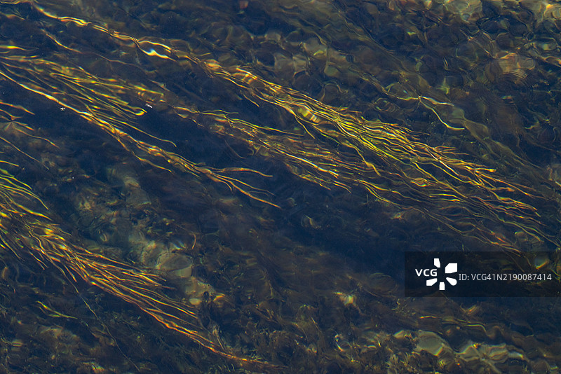 银溪水下植物的特写图片素材