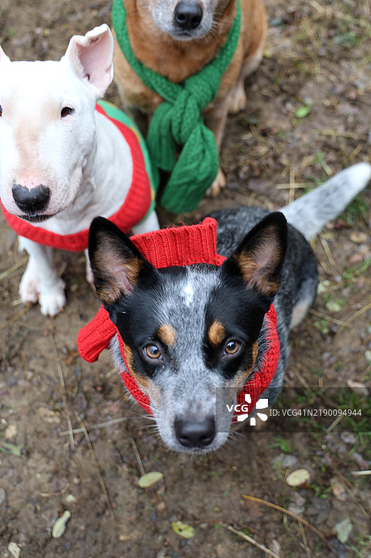 戴着红绿毛线围巾的狗图片素材