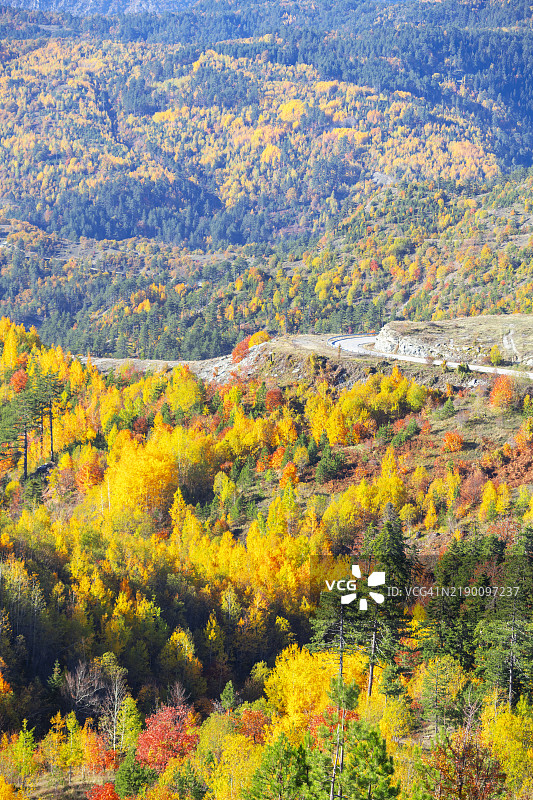 秋天的交响曲：色彩斑斓的森林山丘图片素材