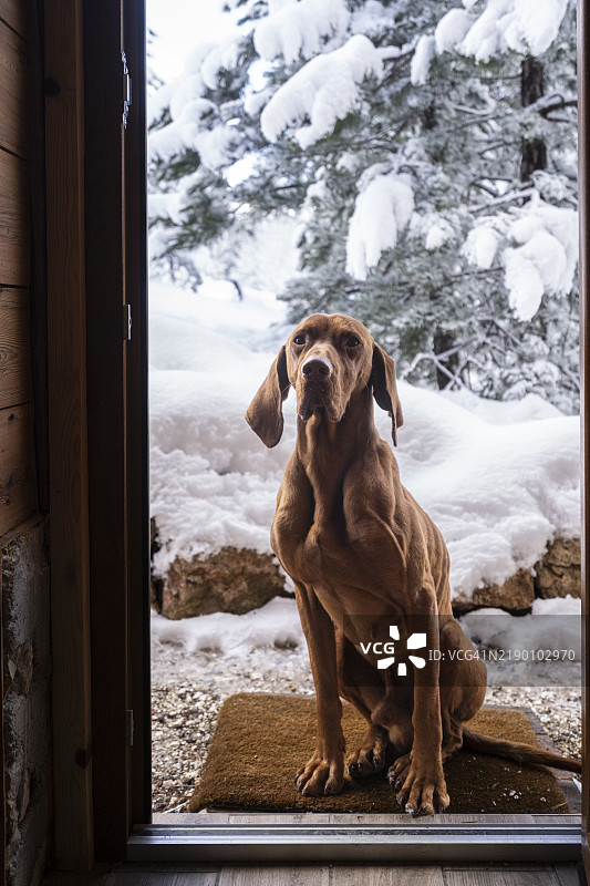 一只可爱的维兹拉犬坐在房子的开门前图片素材