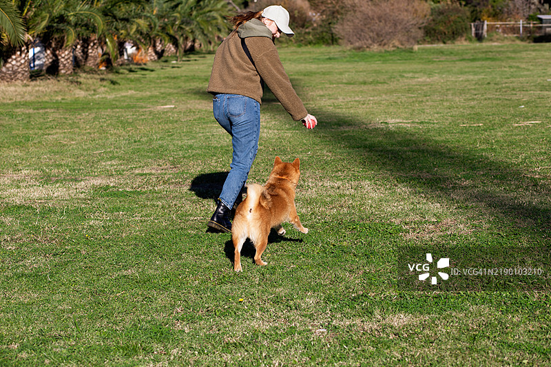 狗主人在公园里跑着，手里拿着一个球，而柴犬兴奋地追着她，试图抢夺玩具。图片素材