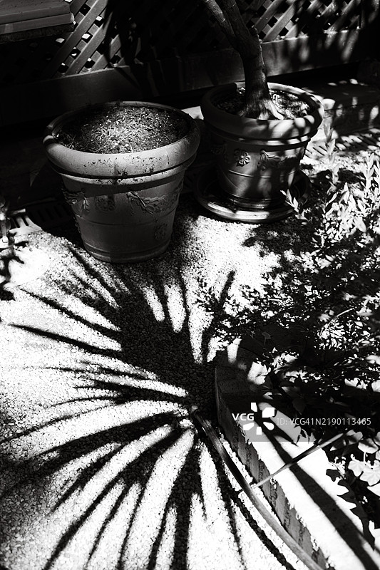 植物的阴影图片素材