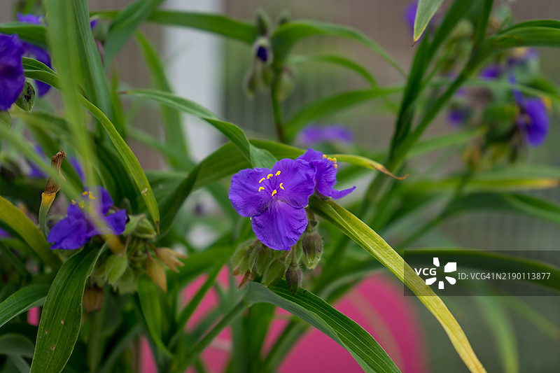 弗吉尼亚蜘蛛草 - Tradescantia virginiana图片素材