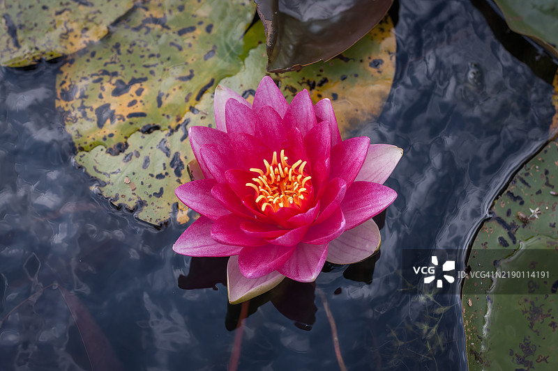 紫色睡莲 - Nymphaea tetragona图片素材