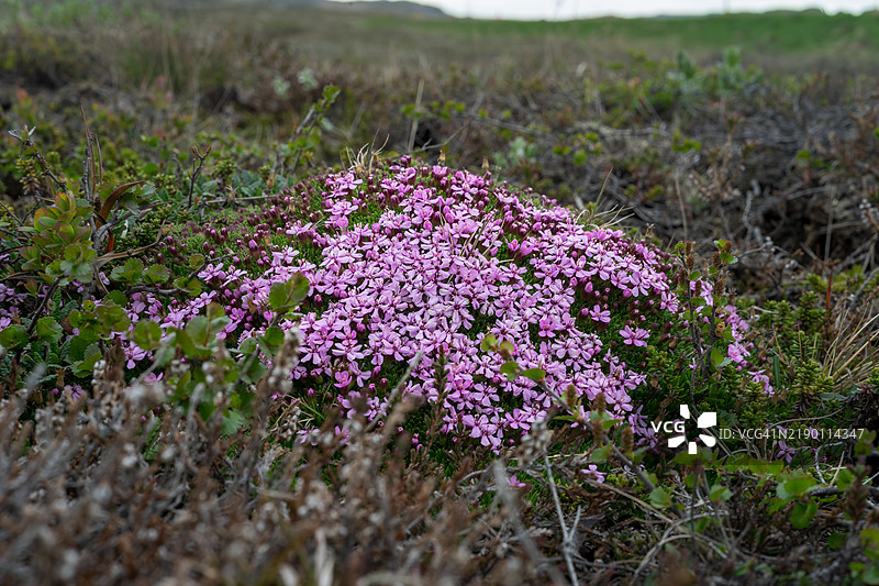 草地黄花 - 短花石竹图片素材